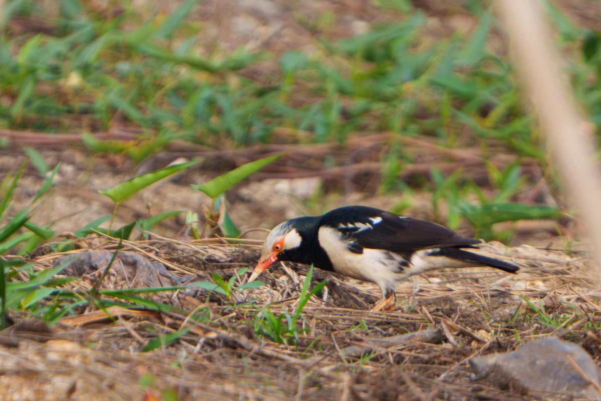 Siamese Pied Starling - ML614182317