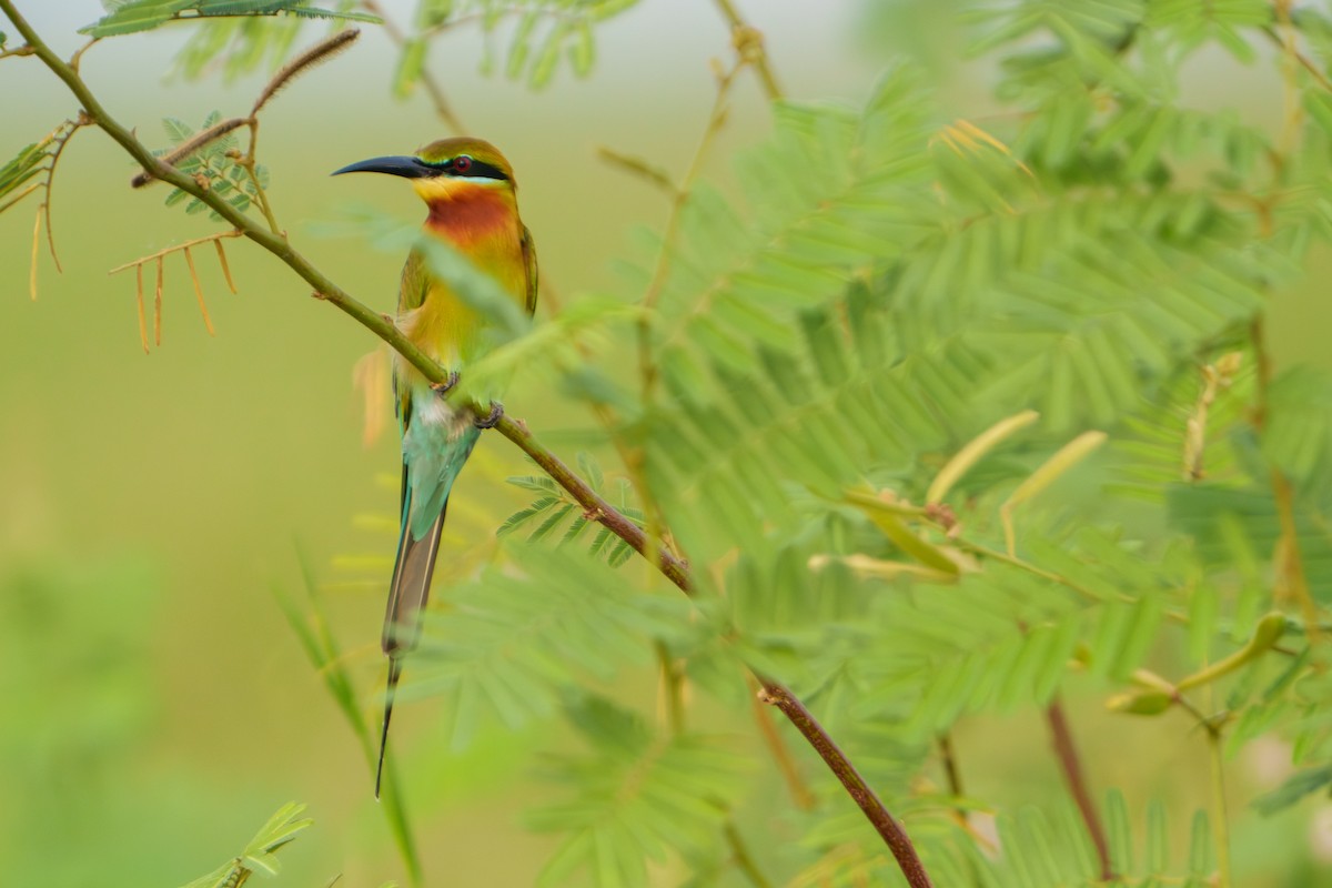 Blue-tailed Bee-eater - ML614182366