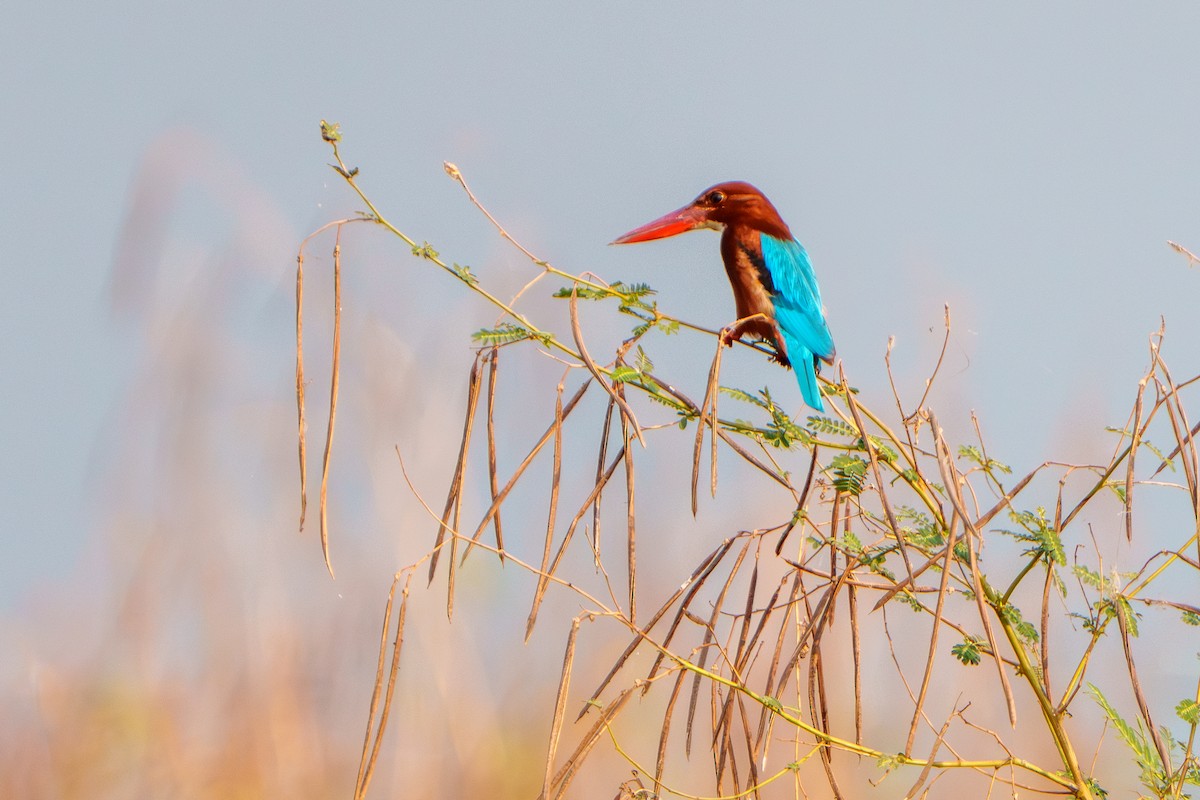 White-throated Kingfisher - Woramate Boonyavantang