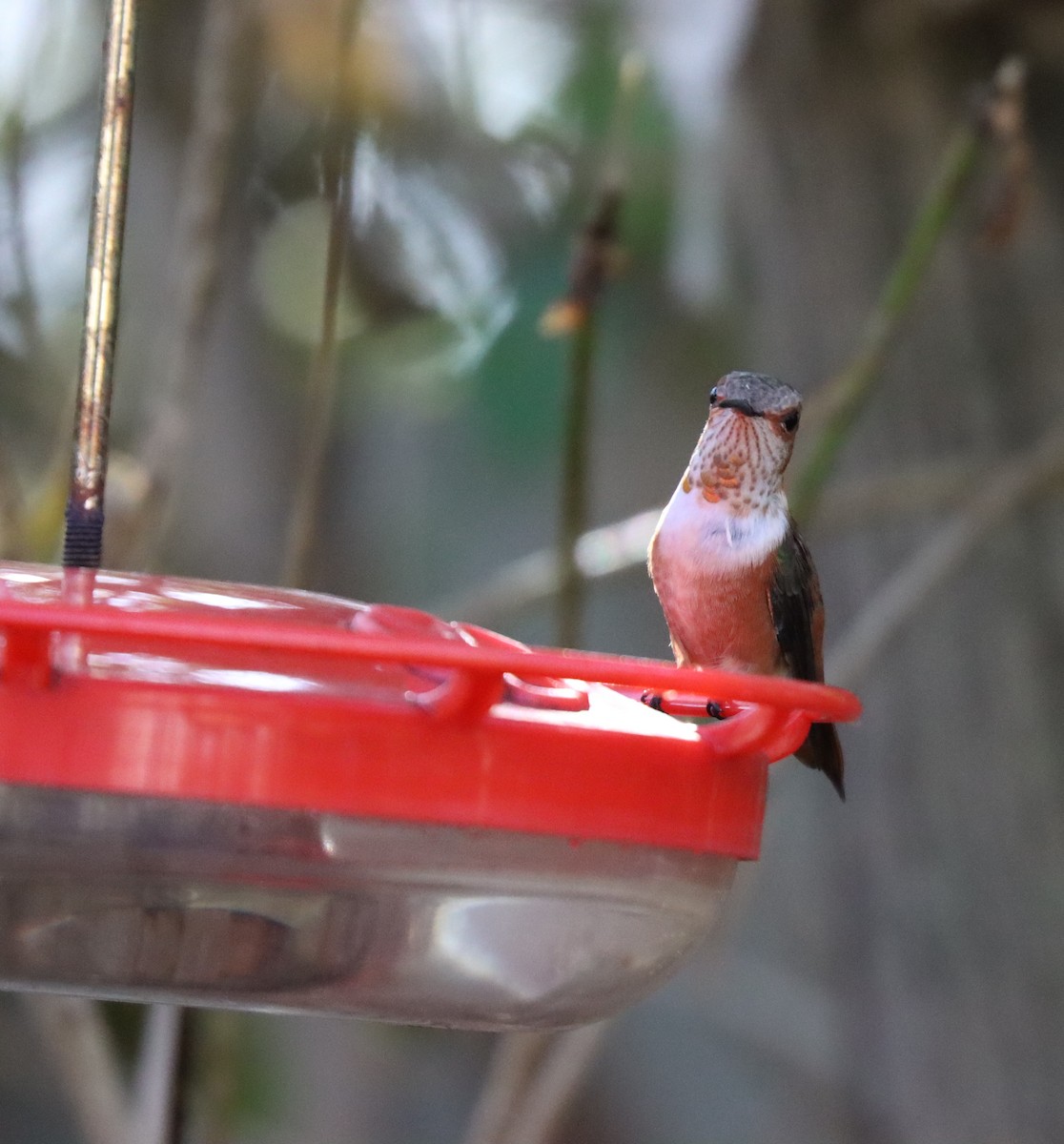 Allen's Hummingbird - ML614182381