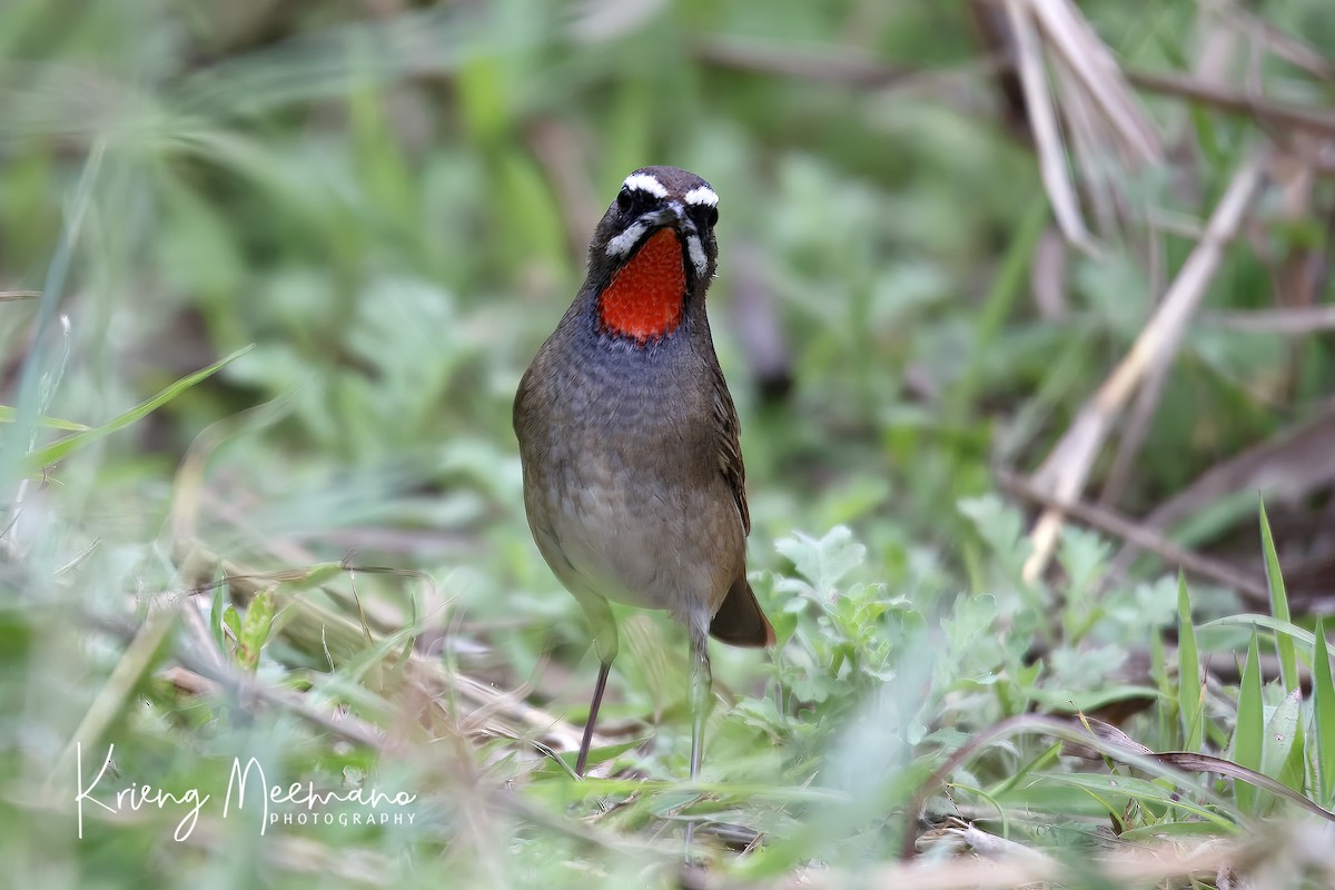 Siberian Rubythroat - ML614182419