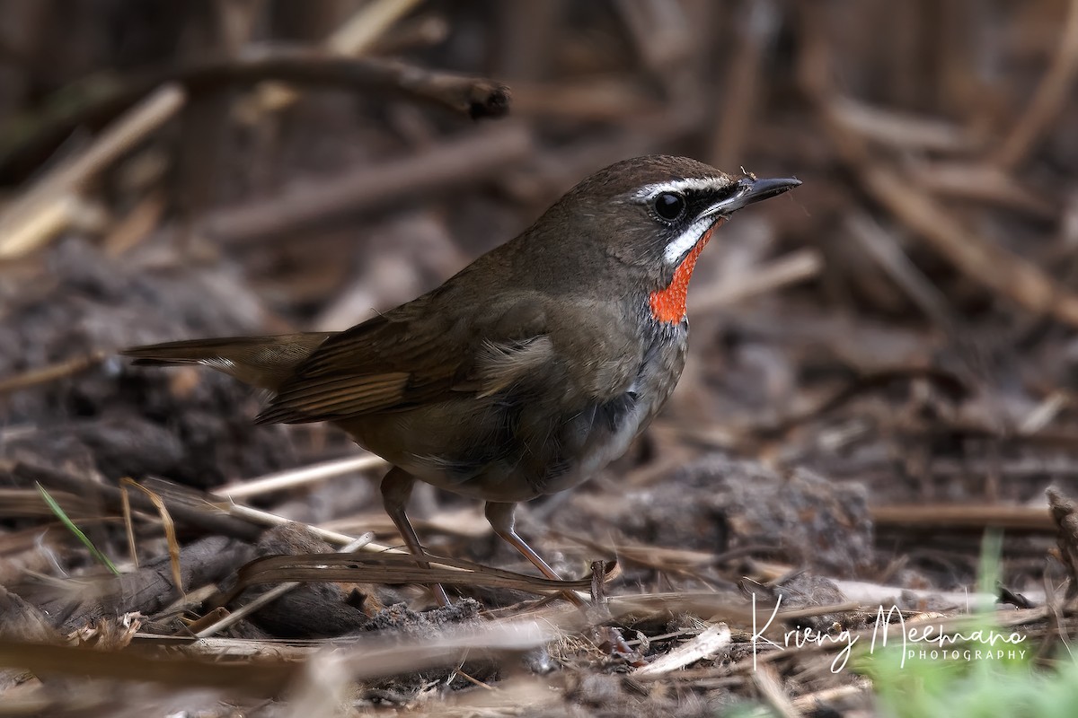 Siberian Rubythroat - ML614182420