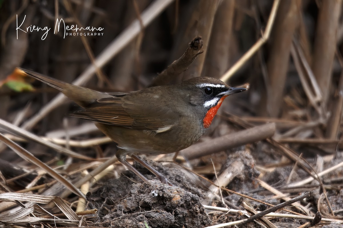 Siberian Rubythroat - ML614182421