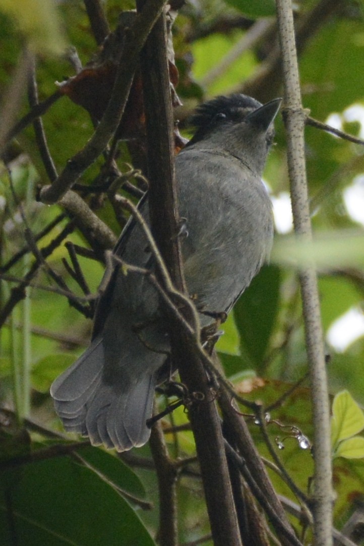 Slaty Becard - Cathy Pasterczyk