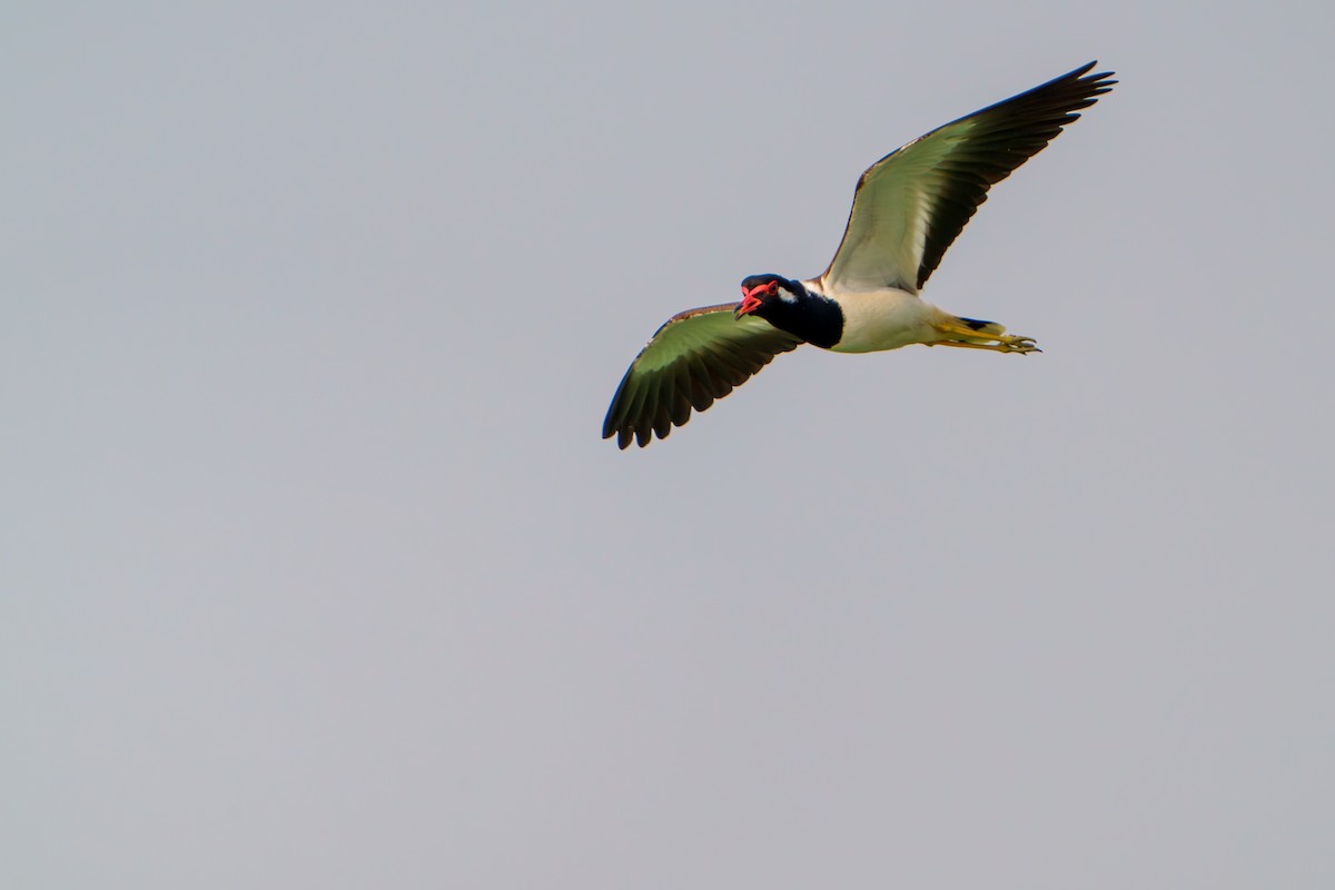 Red-wattled Lapwing - ML614182485