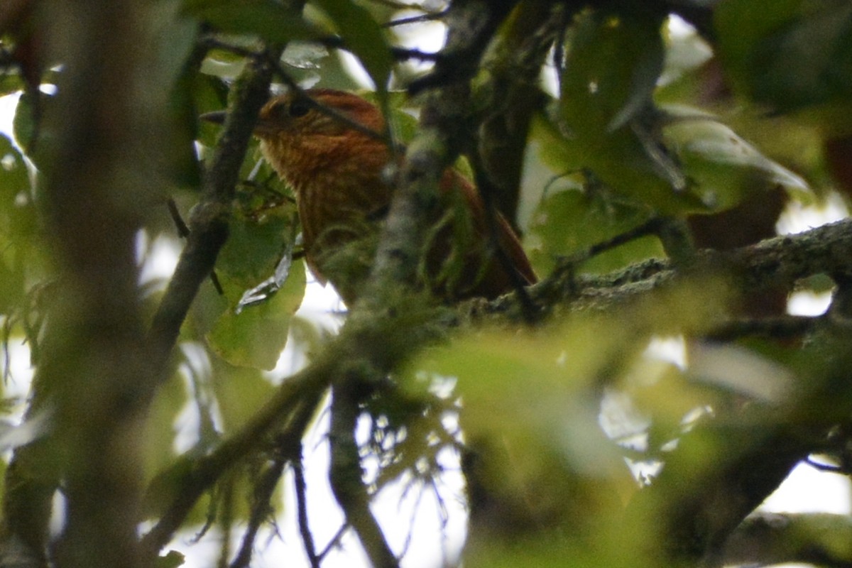 Rufous-necked Foliage-gleaner - ML614182497