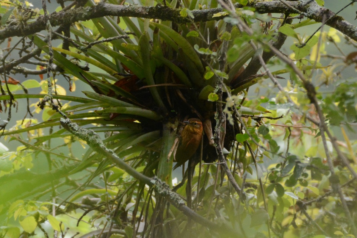 Rufous-necked Foliage-gleaner - Cathy Pasterczyk