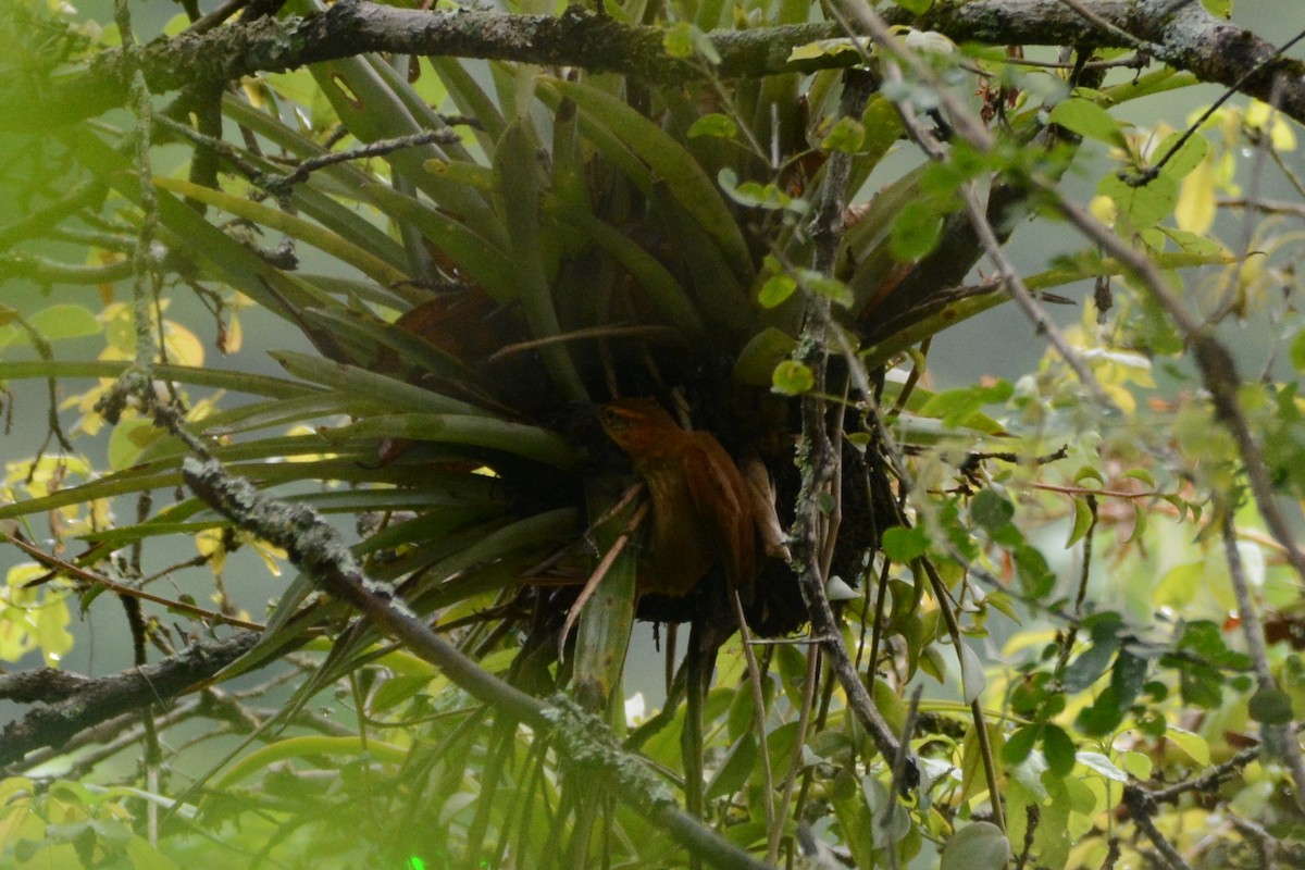 Rufous-necked Foliage-gleaner - Cathy Pasterczyk