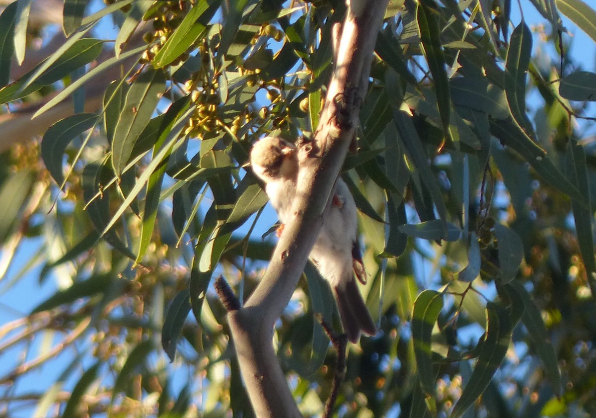 Black-chinned Honeyeater (Black-chinned) - ML614182501