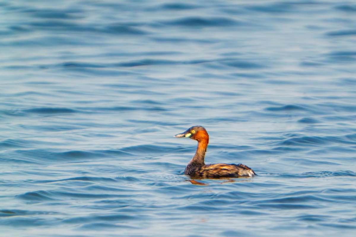 Little Grebe - ML614182519