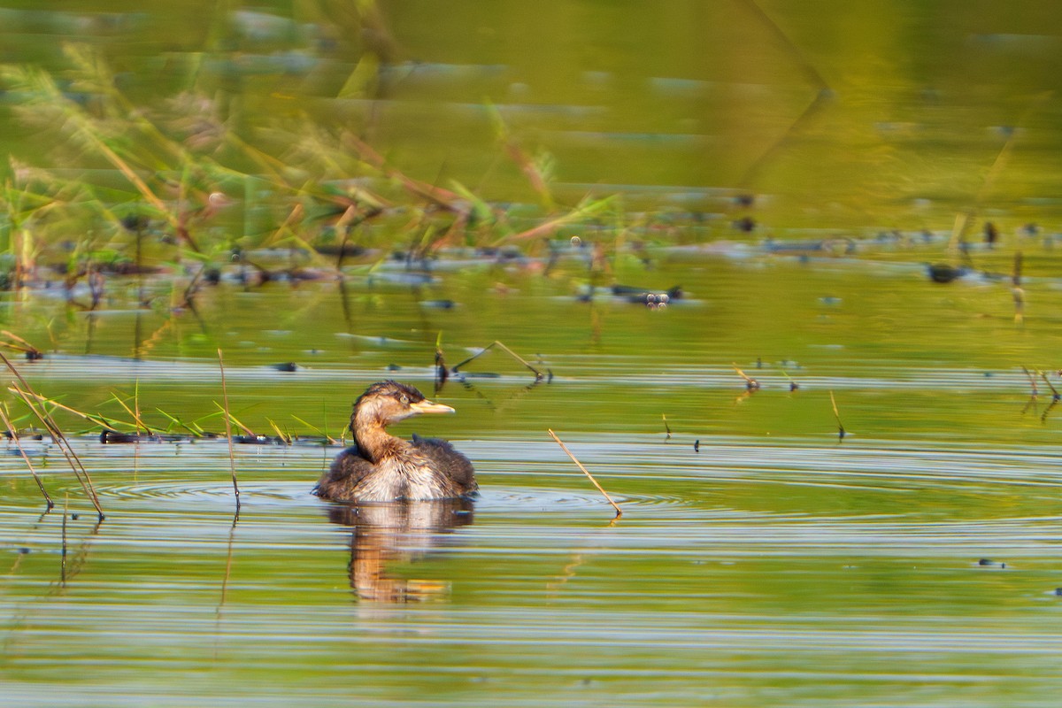 Little Grebe - ML614182520