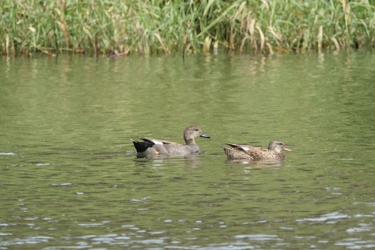 Canard chipeau - ML614182545