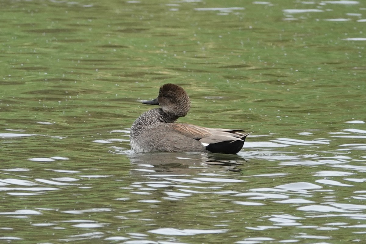 Gadwall - Anonymous