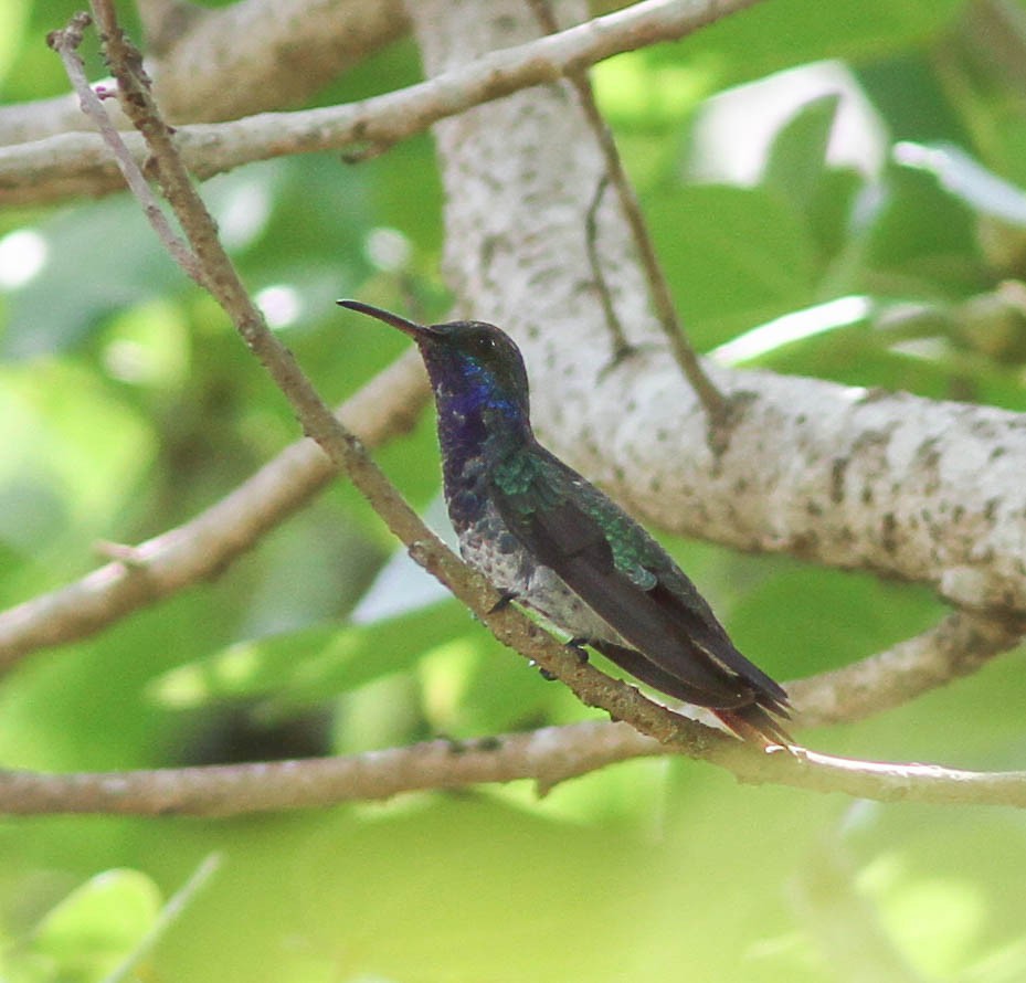 Colibrí Gorjizafiro - ML614182571