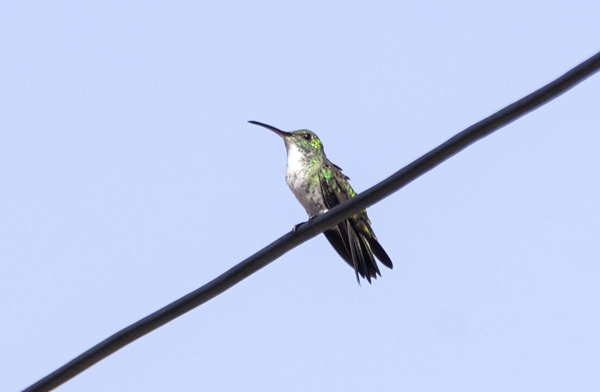 Plain-bellied Emerald - ML614182578