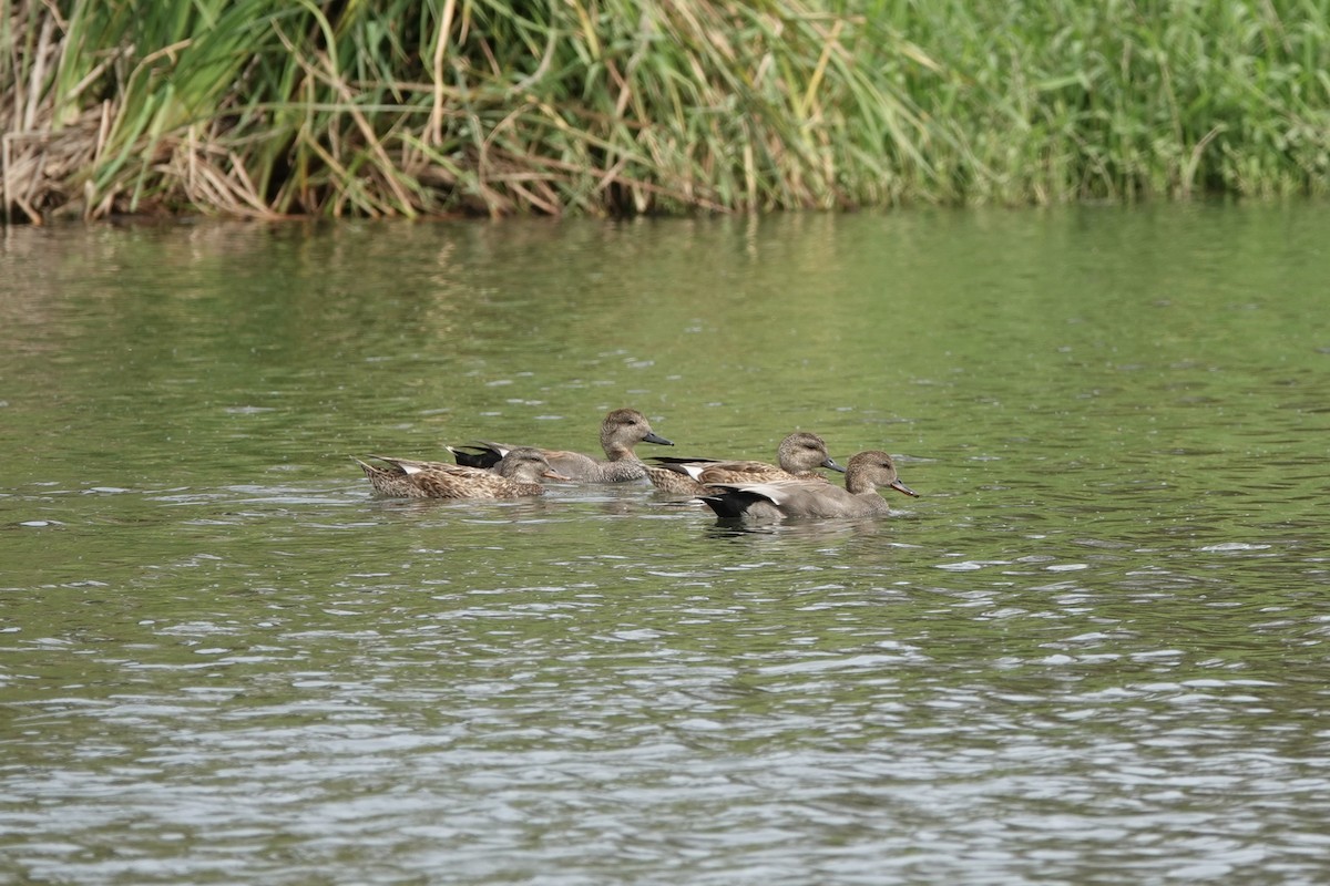 Canard chipeau - ML614182586