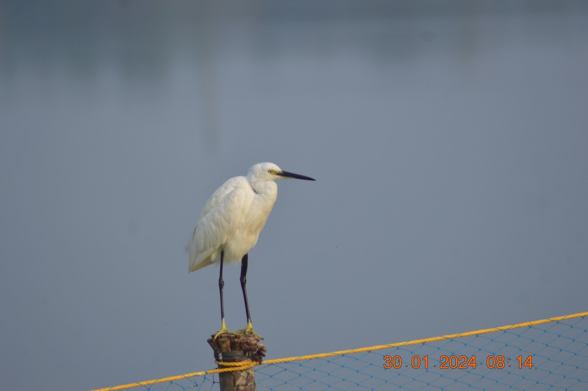 Little Egret - ML614182663