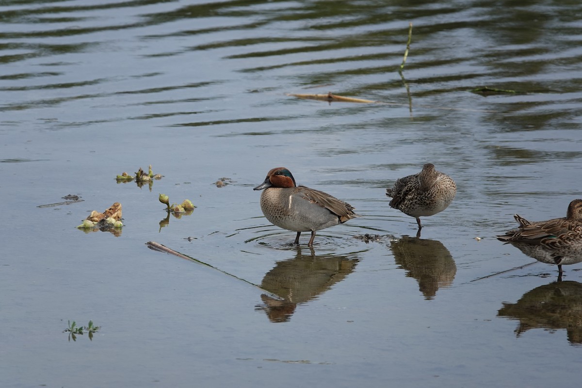 Green-winged Teal - ML614182692