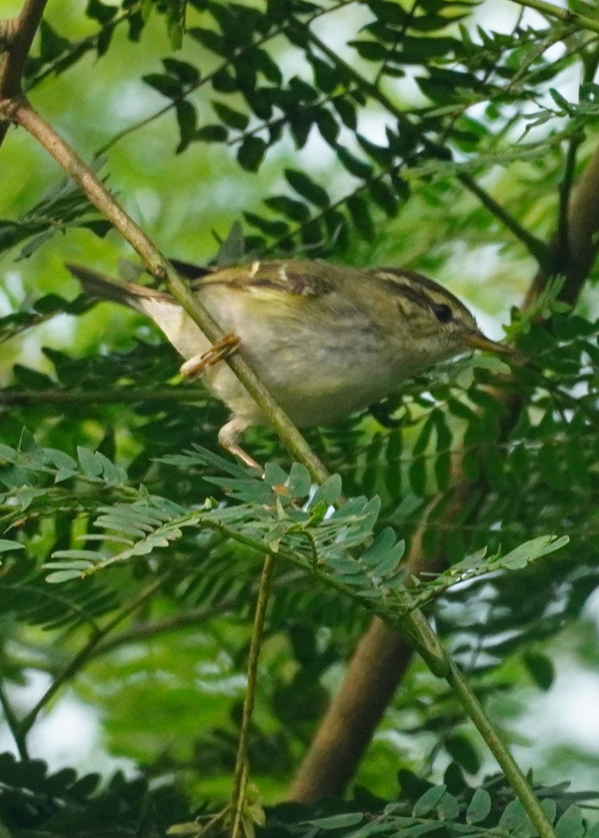 Yellow-browed Warbler - ML614182695