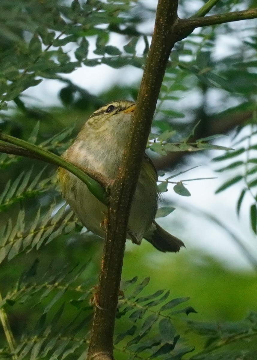 Yellow-browed Warbler - ML614182696