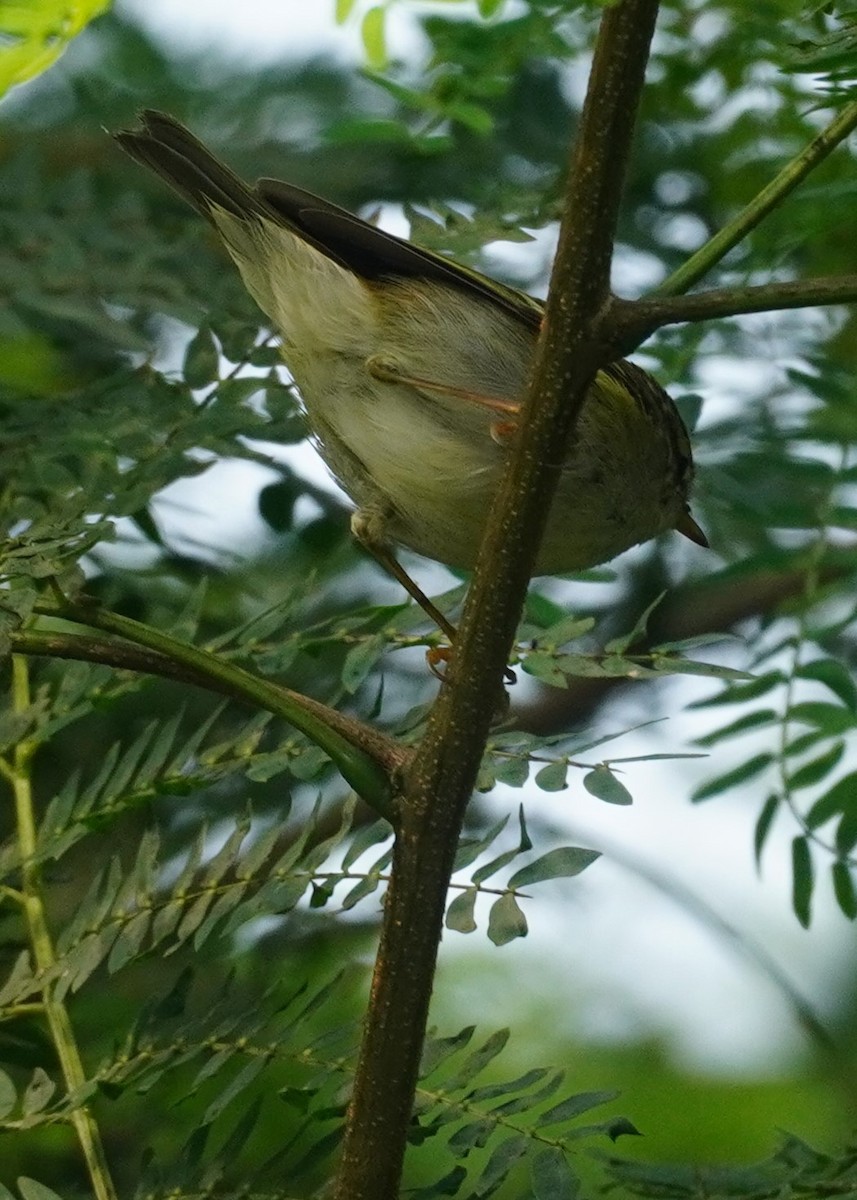 Yellow-browed Warbler - ML614182697