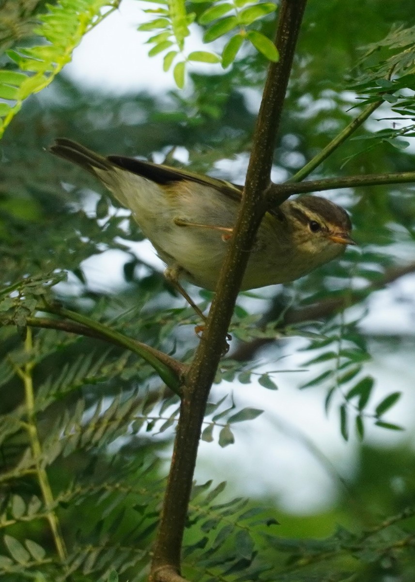 Yellow-browed Warbler - ML614182698