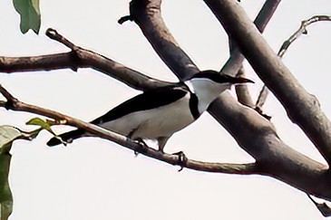 Banded Honeyeater - ML614182723