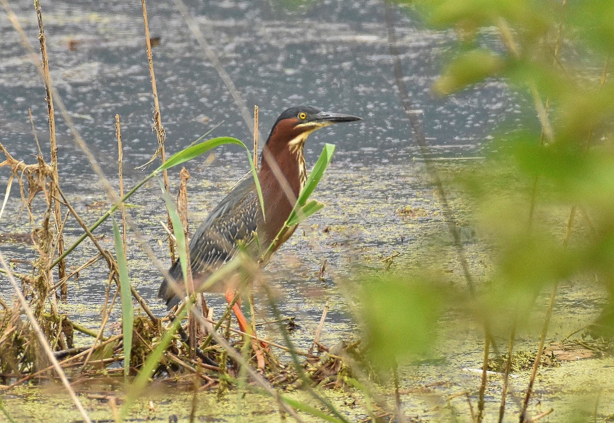 Green Heron - ML61418281