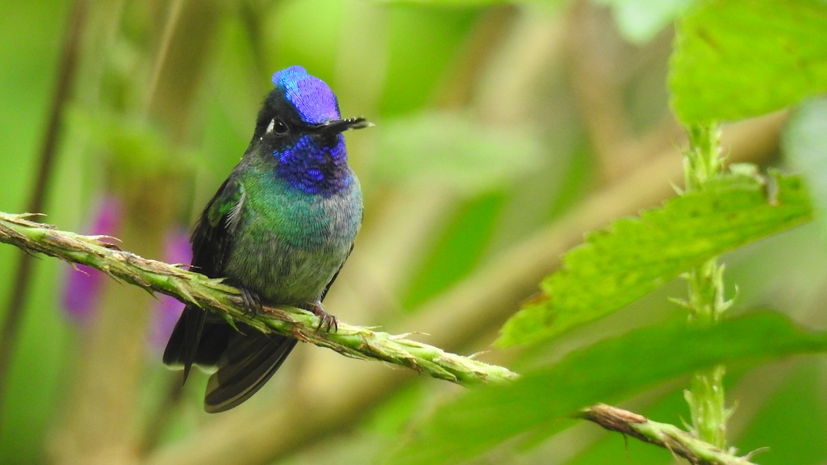 Violet-headed Hummingbird - ML614182842