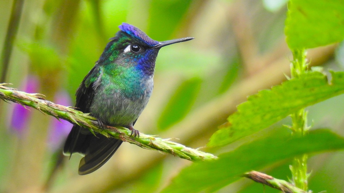 Violet-headed Hummingbird - Desmond J MacNeal