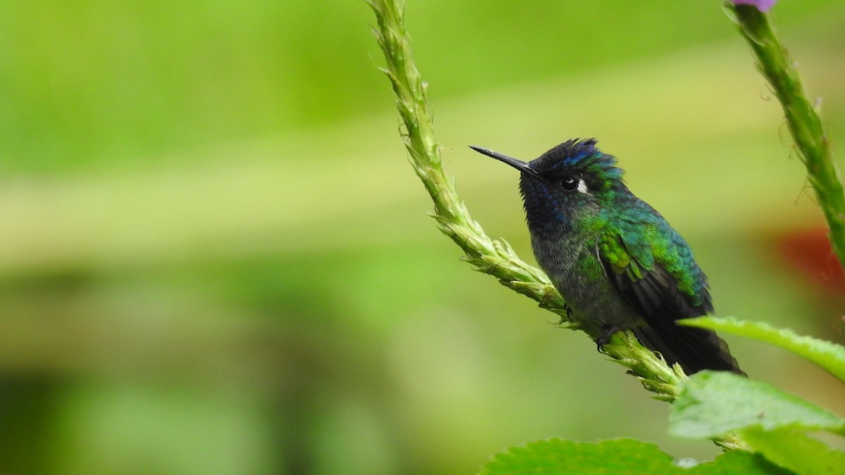 Violet-headed Hummingbird - ML614182844