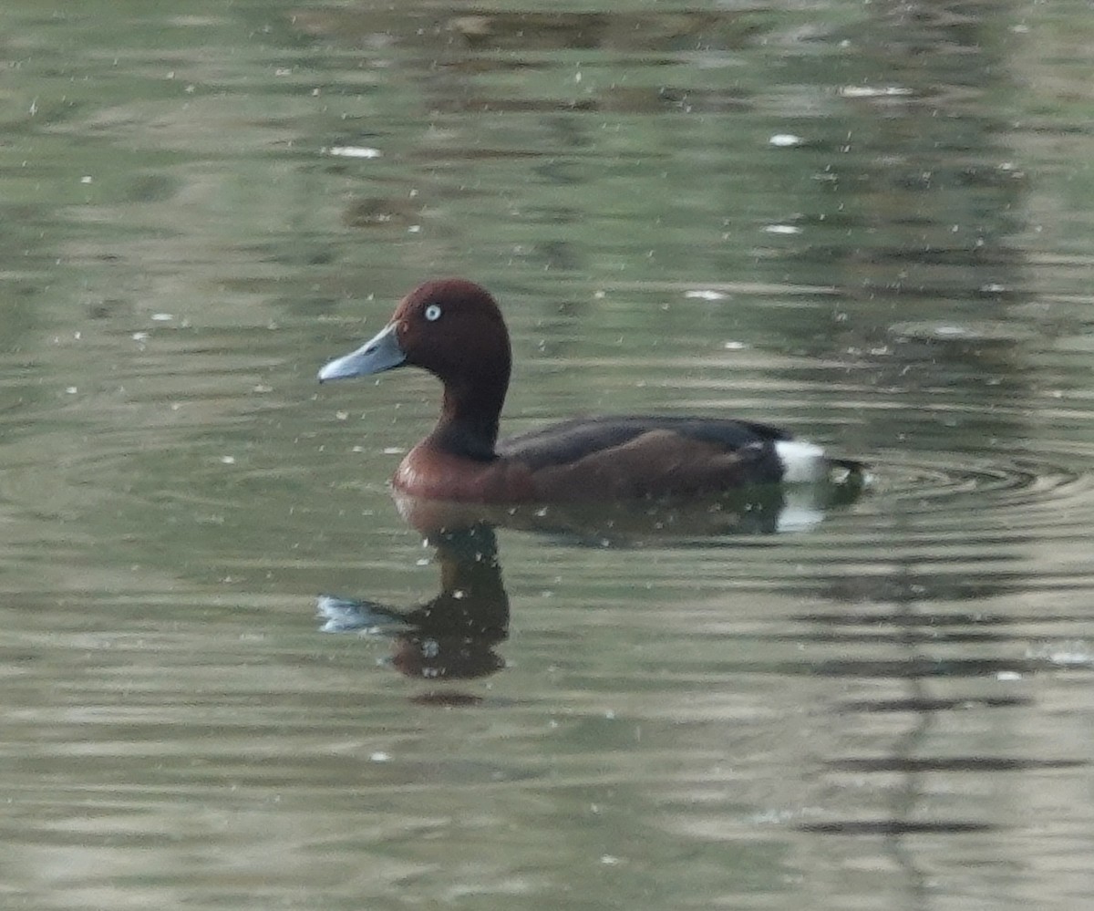 Ferruginous Duck - ML614183026