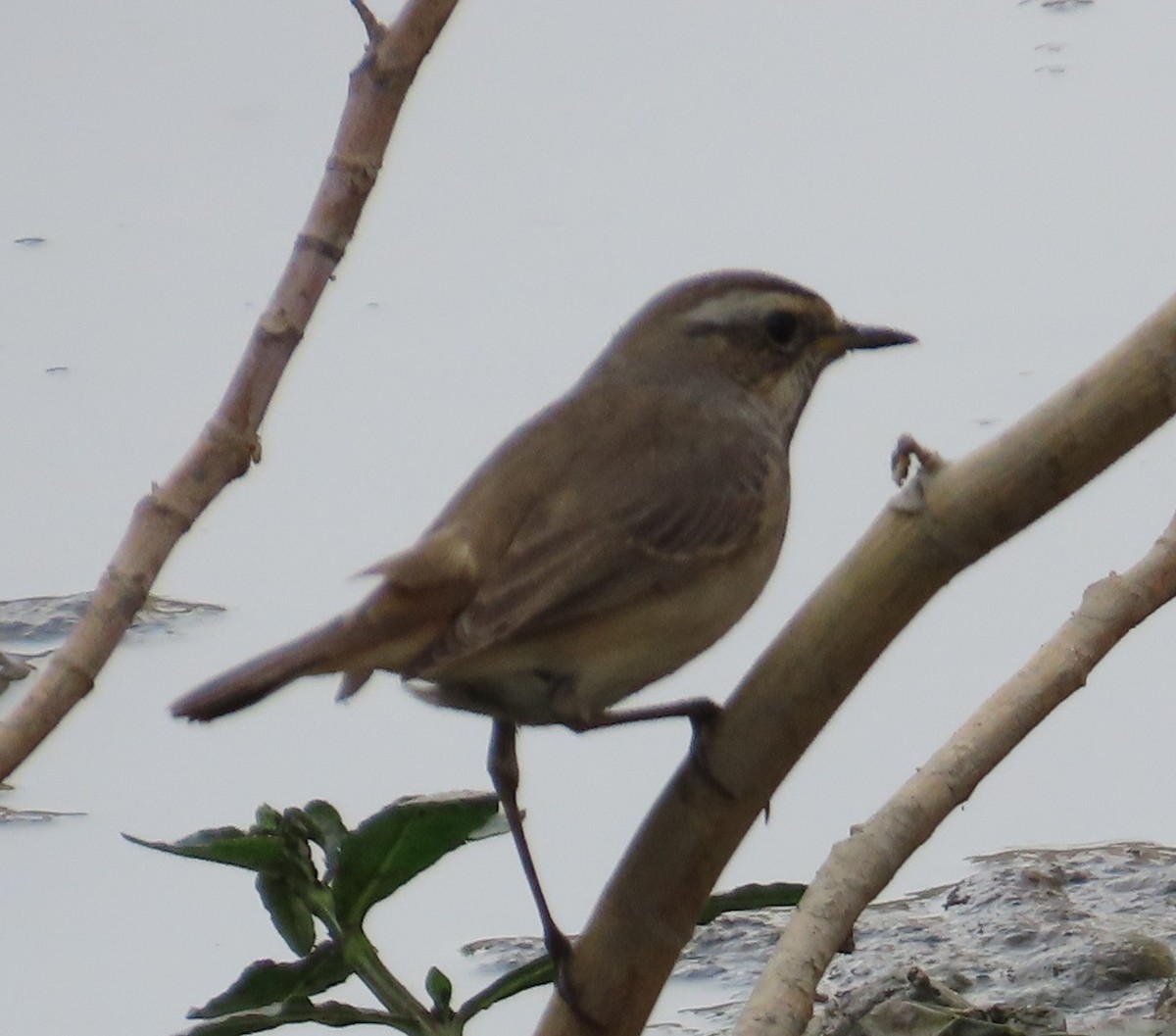 Bluethroat - ML614183064