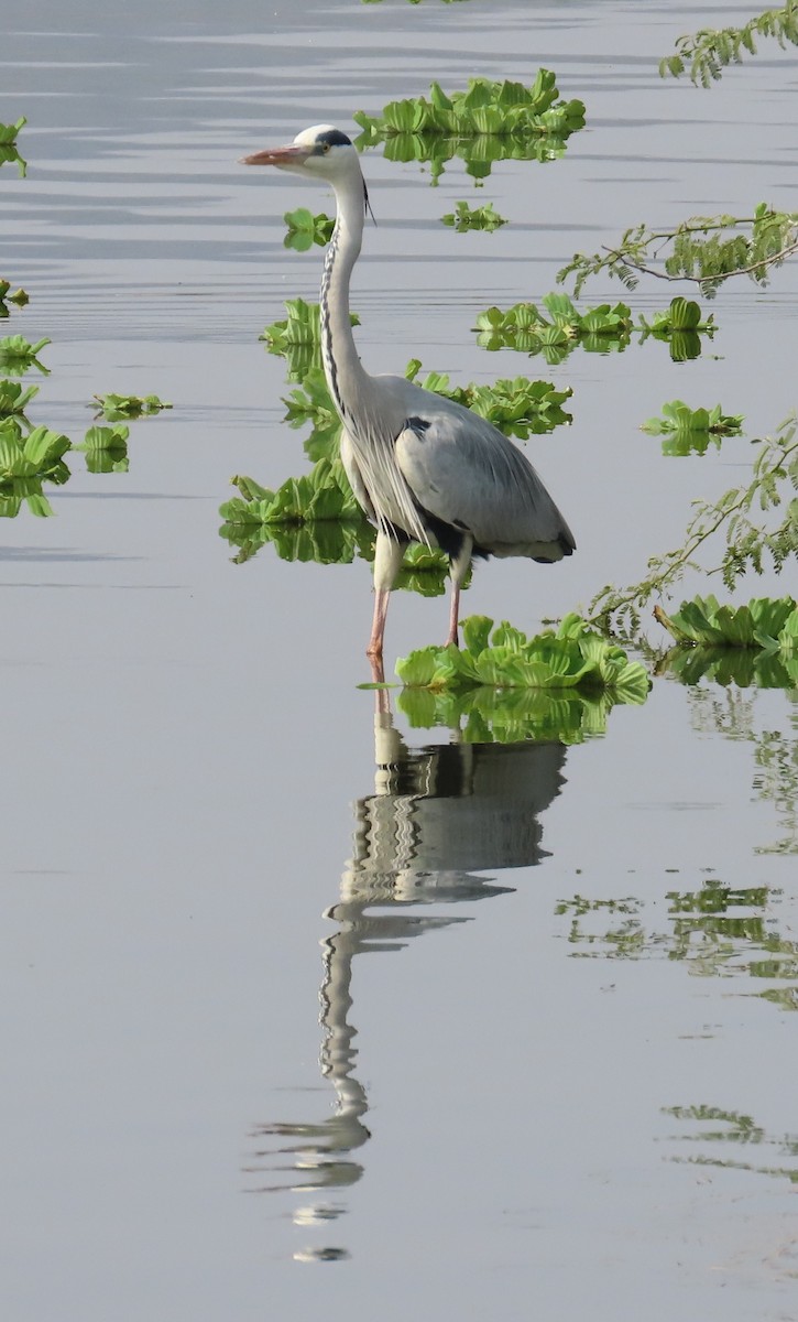 Gray Heron - ML614183069