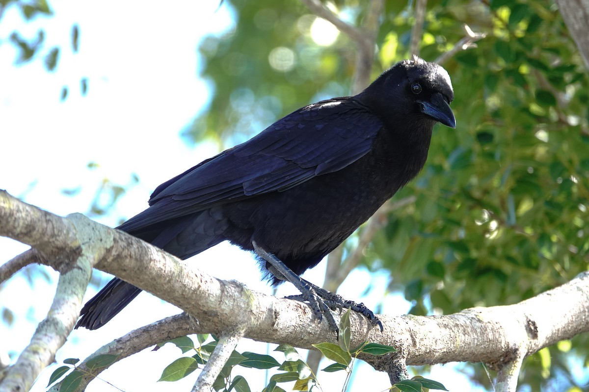 American Crow - Larry Theller