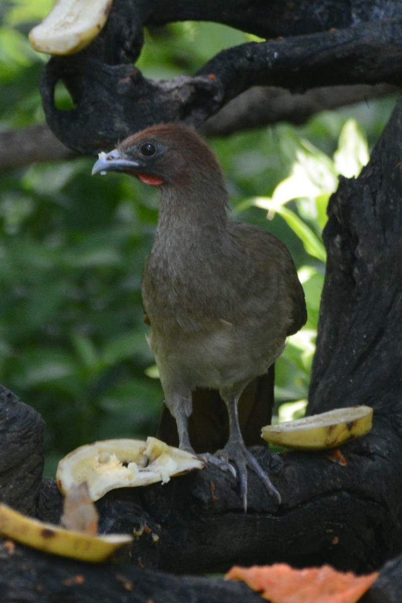 Rufous-headed Chachalaca - ML614183155