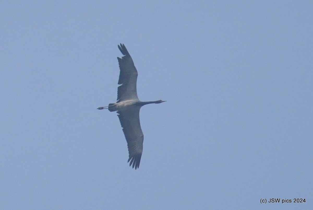 Demoiselle Crane - ML614183182