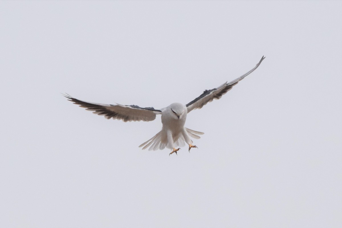 Black-winged Kite - Andy Zhang