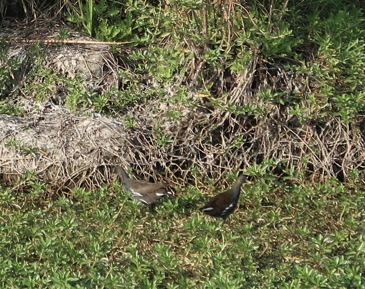 Gallinule poule-d'eau - ML614183200