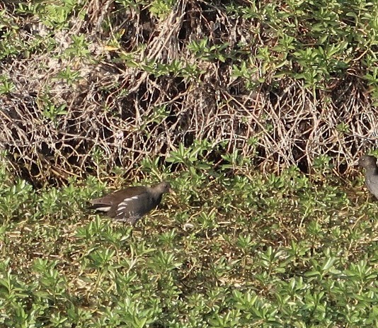 Eurasian Moorhen - ML614183201