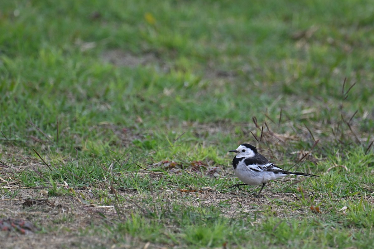 White Wagtail (Chinese) - ML614183211