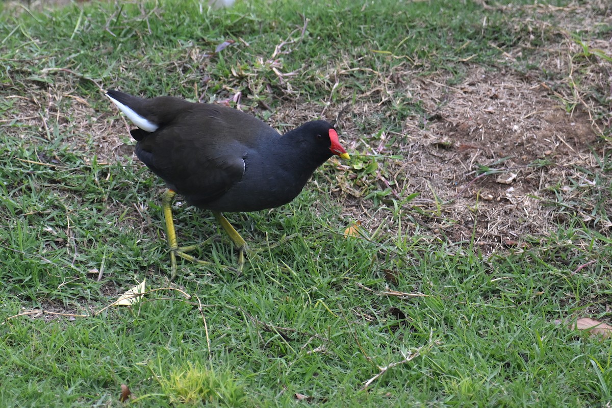 Eurasian Moorhen - ML614183214