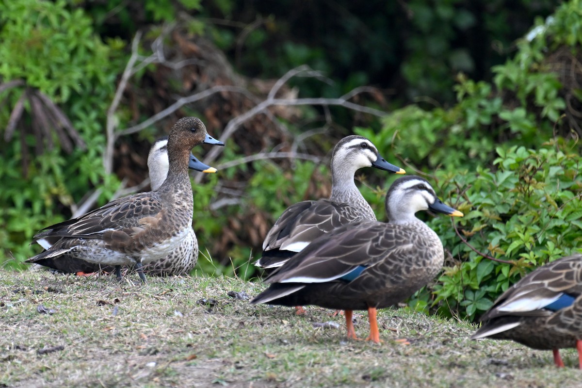 Eurasian Wigeon - ML614183219