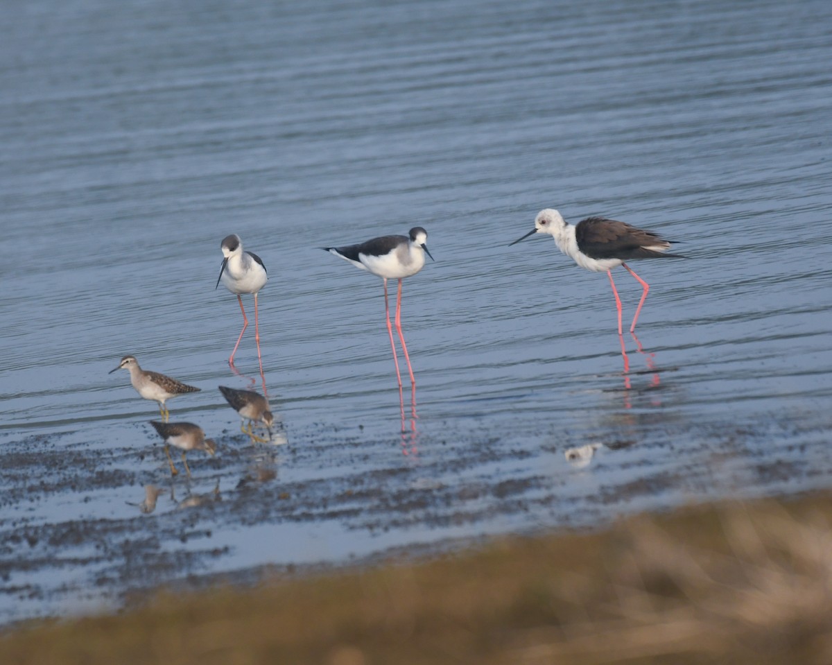 Black-winged Stilt - ML614183225