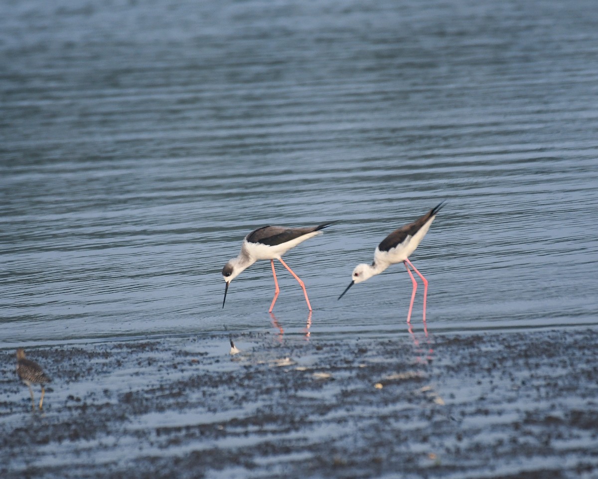 Black-winged Stilt - ML614183226