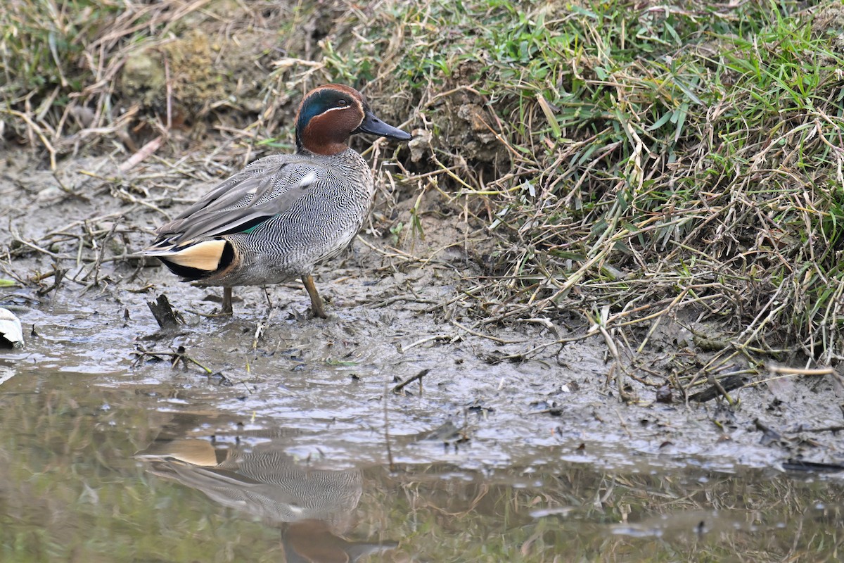 Green-winged Teal - ML614183230