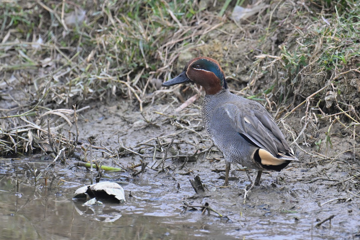 Green-winged Teal - ML614183232