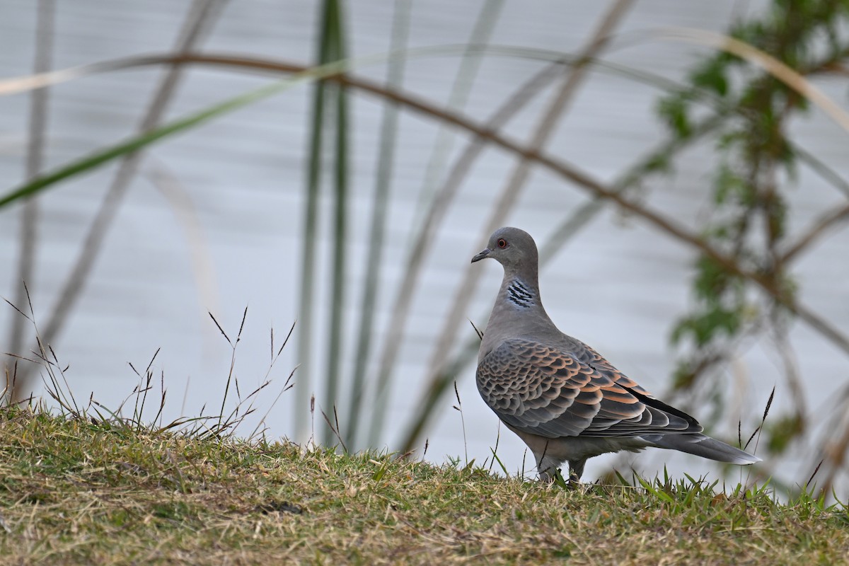 Oriental Turtle-Dove - ML614183235