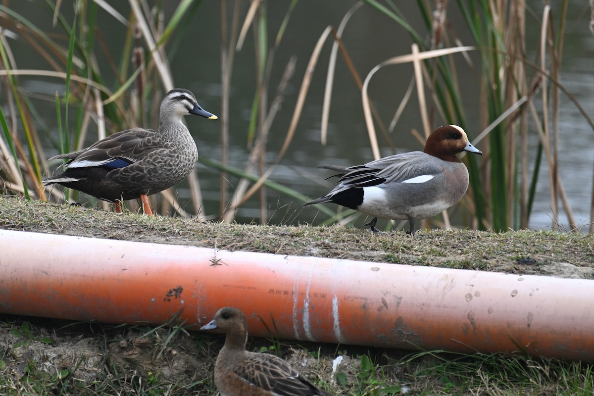 Eurasian Wigeon - ML614183236