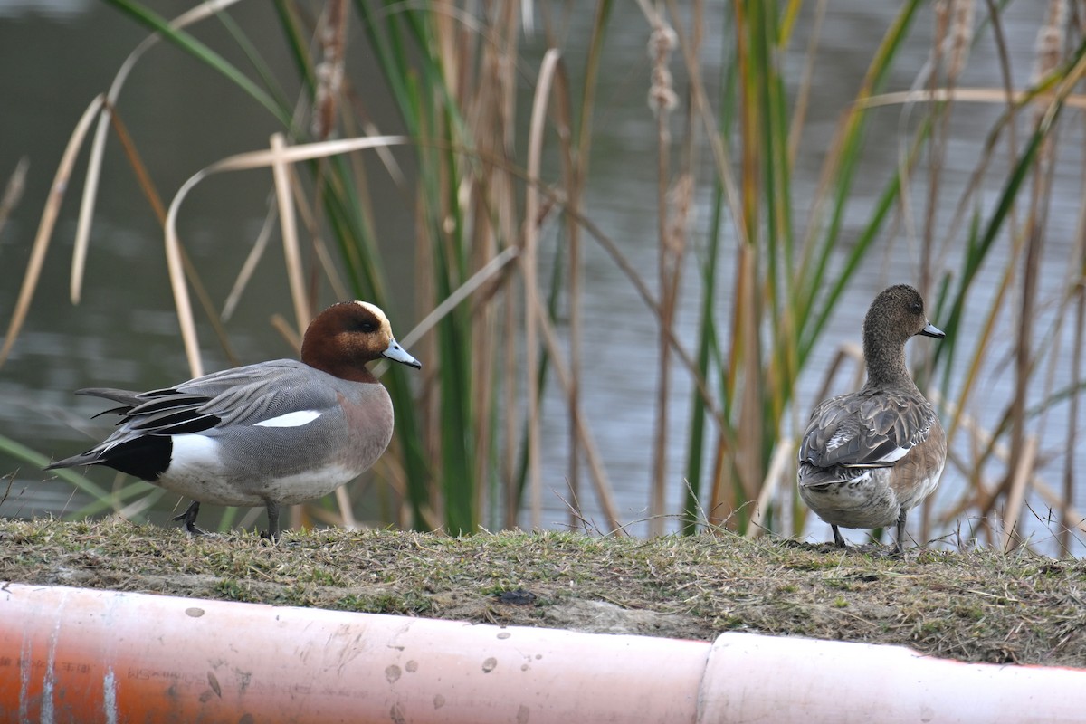 Eurasian Wigeon - ML614183237